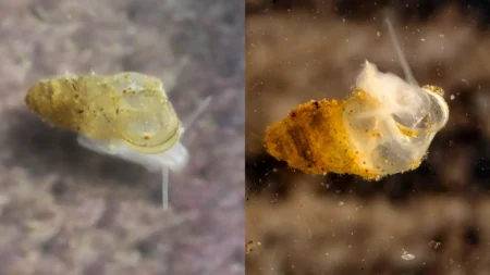 Scientists discover eyeless creature in Chinese cave Scientists discover eyeless creature in Chinese cave
