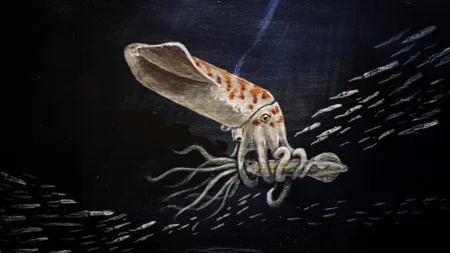 Scientists discover new squid species from Jurassic era