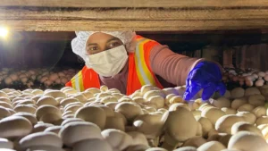 Scientists explain why 100 year old mushroom disease remains incurable