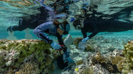 Seabirds Forests Corals Could Save Sinking Islands Seabirds Forests Corals Could Save Sinking Islands
