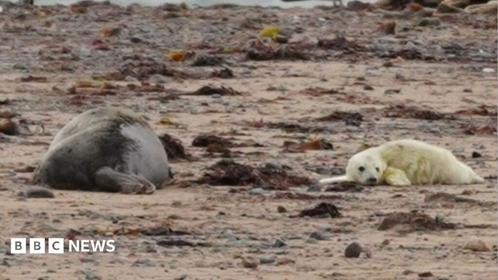 Seal Pup 12 Years Old at South Walney Nature Reserve
