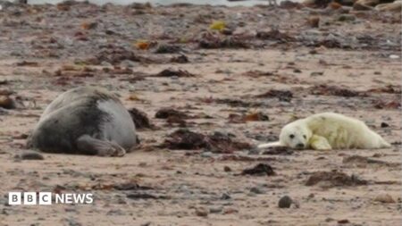 Seal Pup 12 Years Old at South Walney Nature Reserve