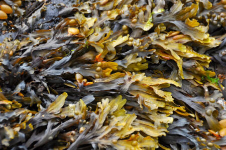 Seaweed Compounds Impact Cell Damage