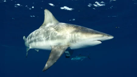 Sharks can Hear Sounds from Up to 80 Meters Away