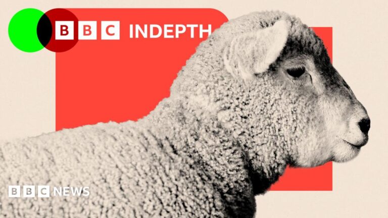 Sheep disappearing from hills and tables