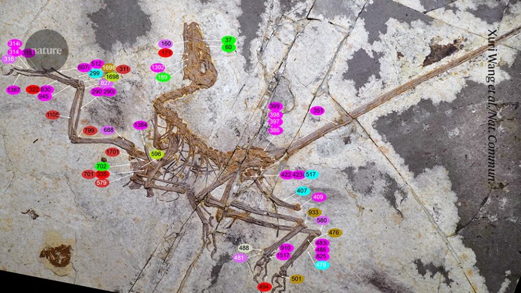 Stunning Fossils Show Dinosaurs Unique Flight Paths