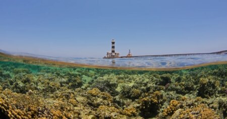 The climate tolerant super coral of Egypt is feeling the heat