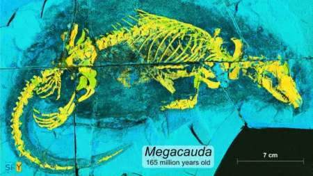 This Tiny Jurassic Predator Helped Pave the Way to the Human Brain This Tiny Jurassic Predator Helped Pave the Way to the