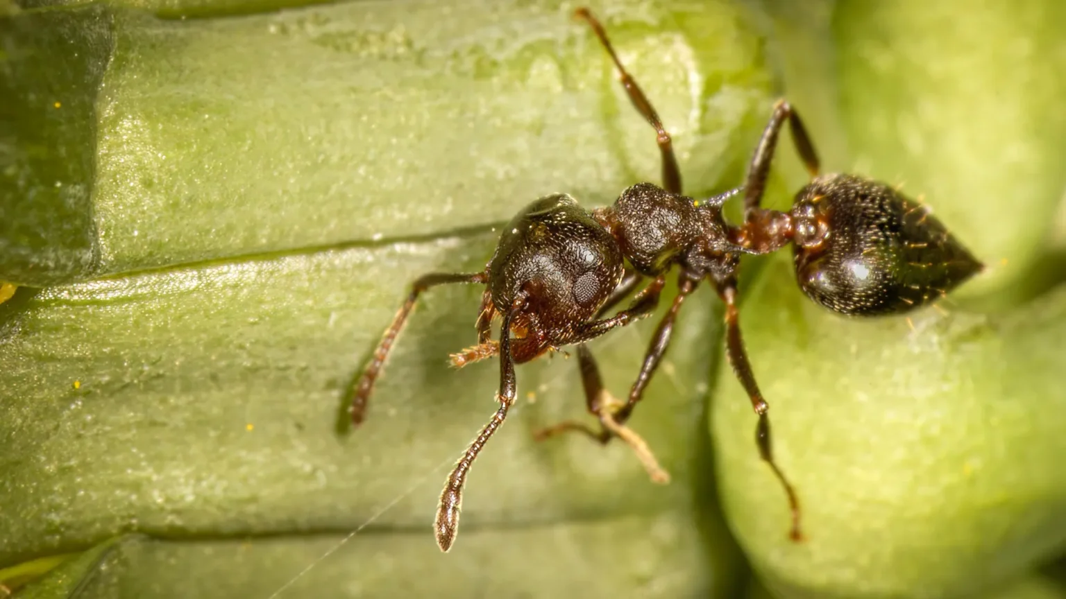 Tropical Trees Providing Habitat for Ants Facing Hornet Infestation
