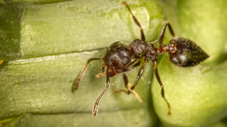 Tropical Trees Providing Habitat for Ants Facing Hornet Infestation Tropical Trees Providing Habitat for Ants Facing Hornet Infestation