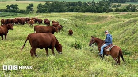 U.S. ranchers face challenges with increasing costs and loyalty to President Trump US ranchers face challenges with increasing costs and loyalty to
