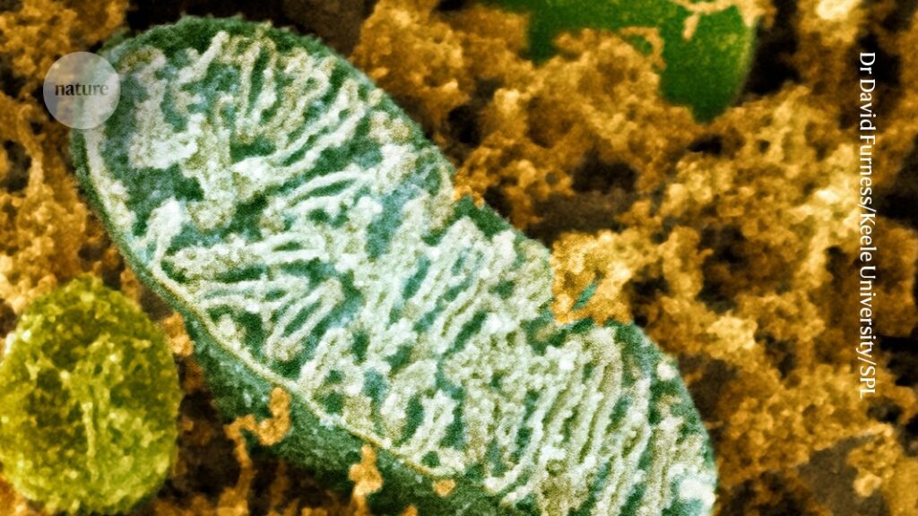 Unprecedented Atlas Exploring Mitochondria Across the Tree of Life