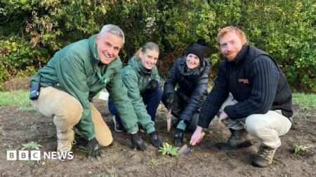 Volunteers protect Londons rarest plant