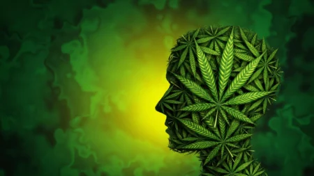 What happens in the brain when cannabis causes anxiety