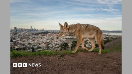 Wildlife Photographer of the Year Award Winner 2026