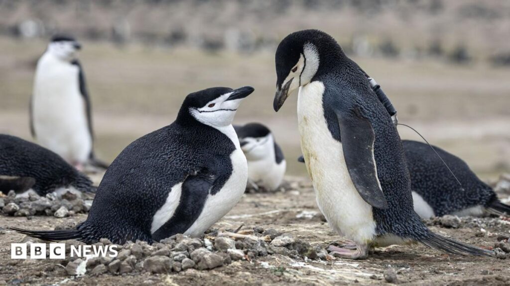 Worlds Largest Penguin Colony Faces Decline Due to Climate Change