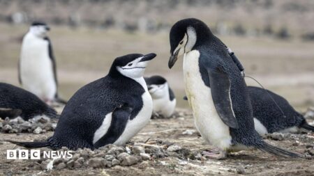 Worlds Largest Penguin Colony Faces Decline Due to Climate Change