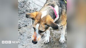 Wrexham Dog Owners Fear Contaminated Land Could Lead to Deaths